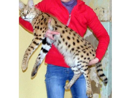 PoulaTo: εξωτικά σαβάνα f1 και Serval γατάκια